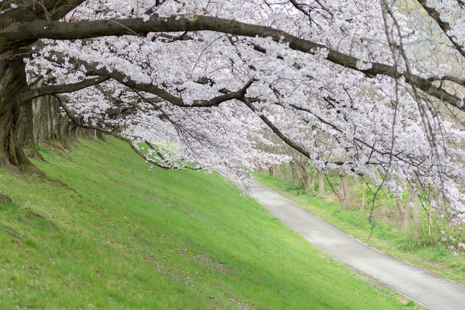 桜-(淀川河川公園背割堤　4月)